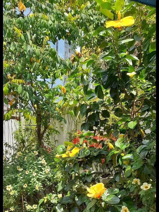 홈스테이 Star Garden Hoi An 아파트